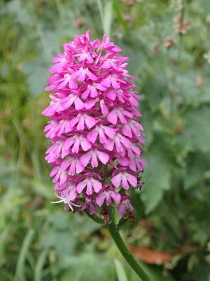 Pyramidal Orchid (//Anacamptis pyramidalis//) Pyramidal Orchid (//Anacamptis pyramidalis//)