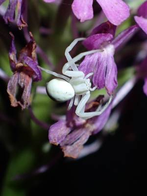 crab spider (//Misumena vatia//) crab spider (//Misumena vatia//)