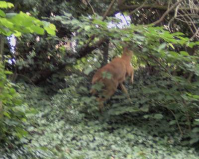 Roe deer heading for Normandy Way