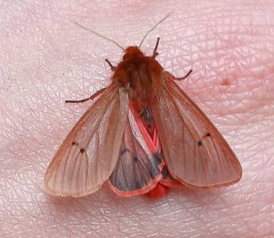 Ruby Tiger moth (//Phragmatobia fuliginosa//)