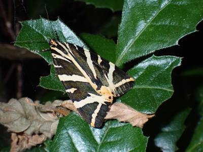 Jersey Tiger moth (//Euplagia quadripunctaria//)