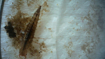 Water beetle larva (Agabus?)