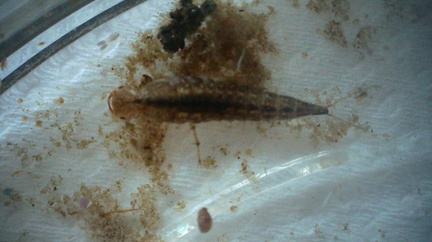 Water beetle larva (Agabus?)