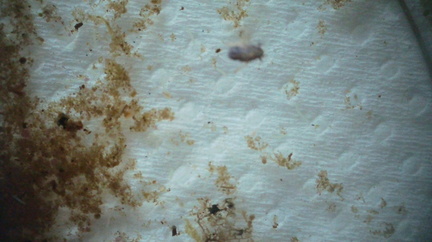 Bug (frog-hopper?) trapped in surface film
