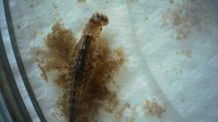 Water beetle larva (Agabus?) eating freshwater shrimp (Gammarus)