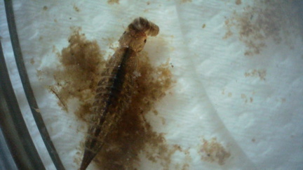 Water beetle larva (Agabus?) eating freshwater shrimp (Gammarus)