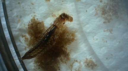 Water beetle larva (Agabus?) eating freshwater shrimp (Gammarus)