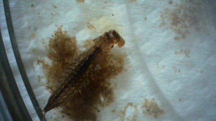 Water beetle larva (Agabus?) eating freshwater shrimp (Gammarus)